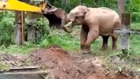 Elephant Thanks The One Who Saved its Life #shorts #shortvideo #youtubeshorts #video #virals