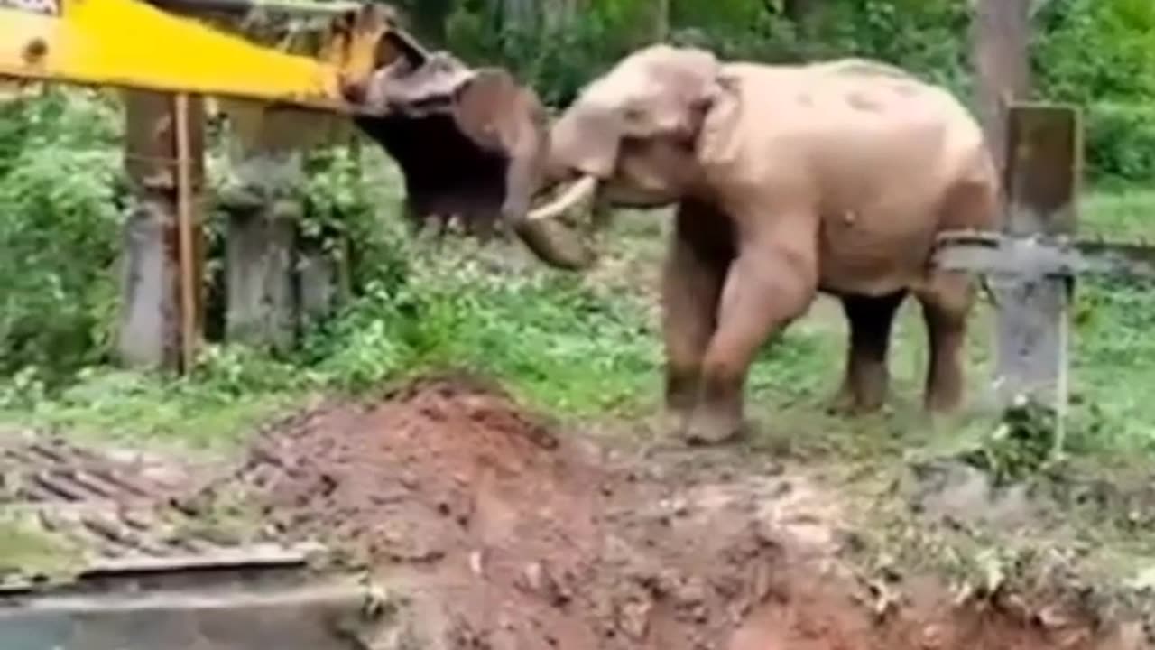 Elephant Thanks The One Who Saved its Life #shorts #shortvideo #youtubeshorts #video #virals