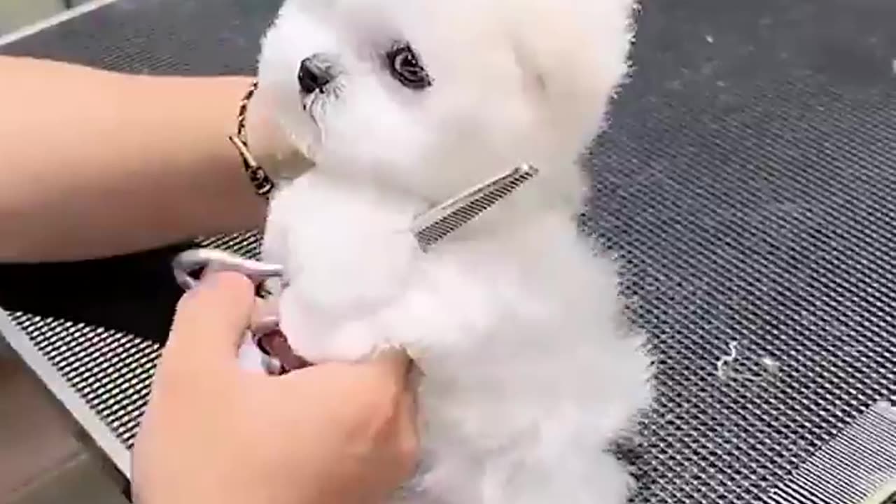 Cute Puppies Spa Time