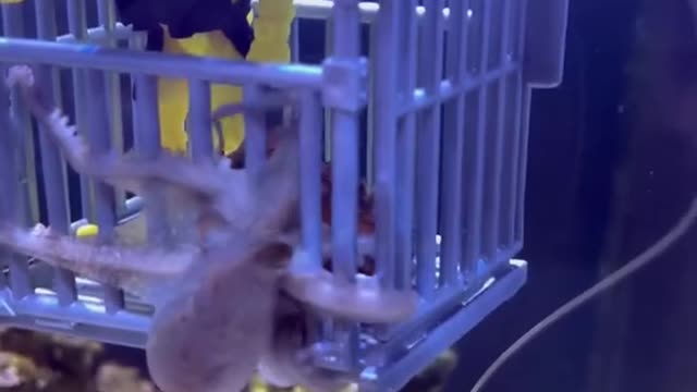 Cage diving with an octopus