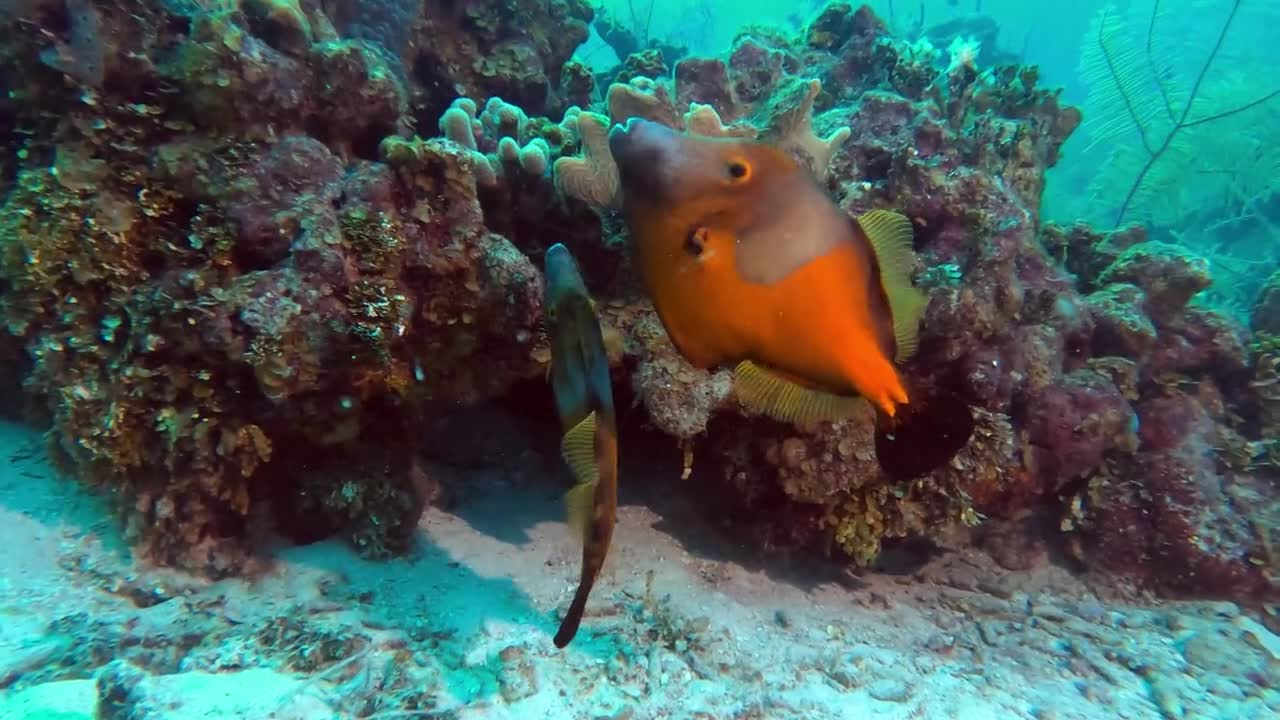 Peixes misteriosos que mudam de cor dão uma bela exibição