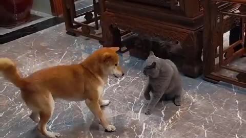 #funny animals #dog&cats fight #funny video