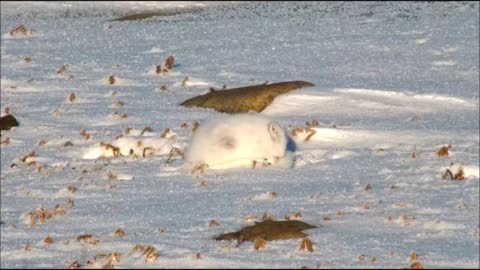 Arctic fox - PBI Polar Bear Season 2022