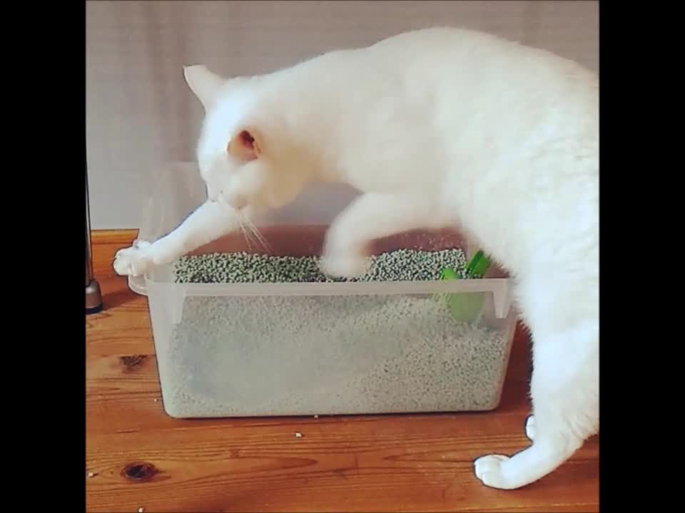 Cat scratches the litter box and the air