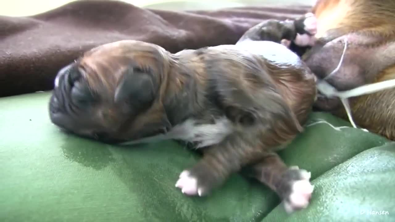 Amazing Puppy Birth