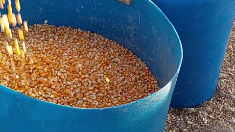 Removing Debris From Corn Without a Sieve