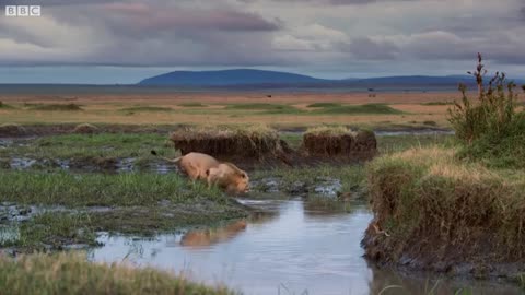 Lion trapped by clan of hyenes dynasties! Bbc earth..