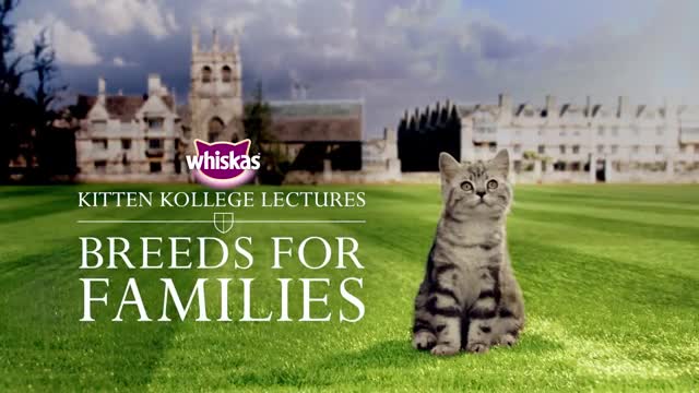 The Best Kitten Breeds For Families _ Kitten Kollege_1