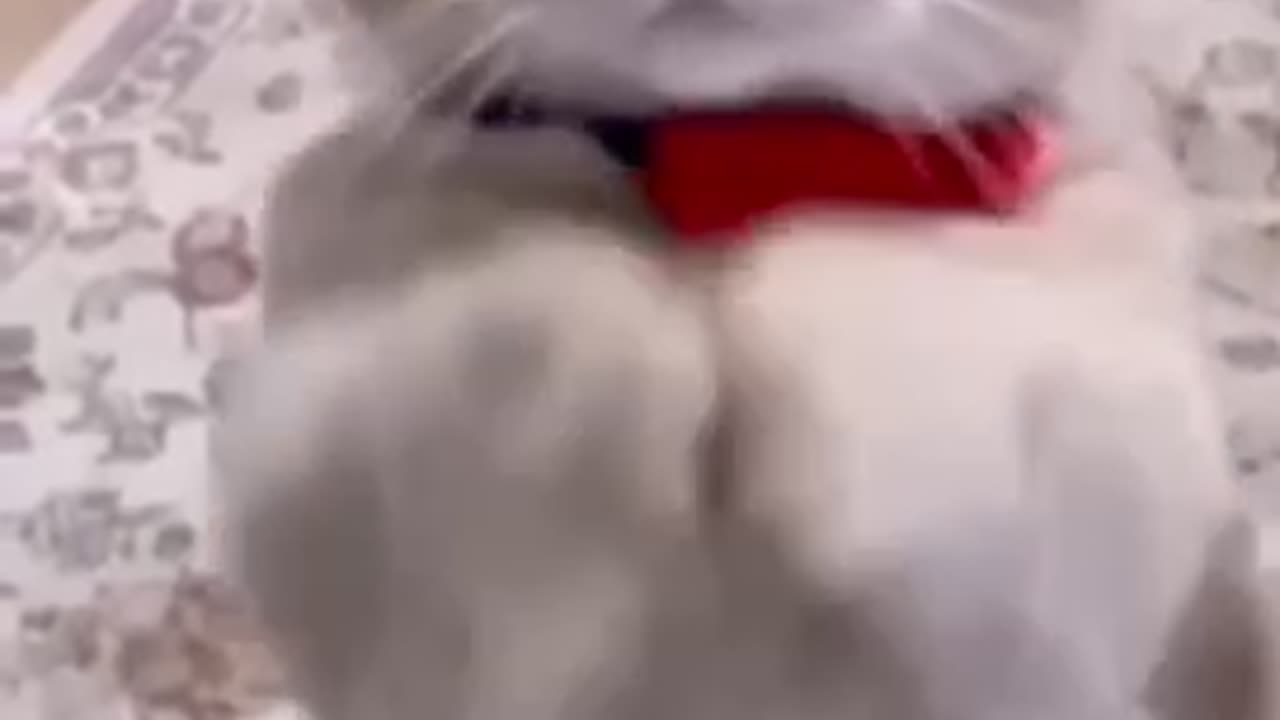 Funiest video 2023😂 funny cat🐱