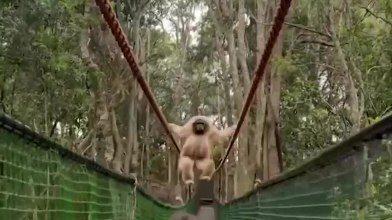 The sudden passing of the woolly monkey in front of the children is a man's face