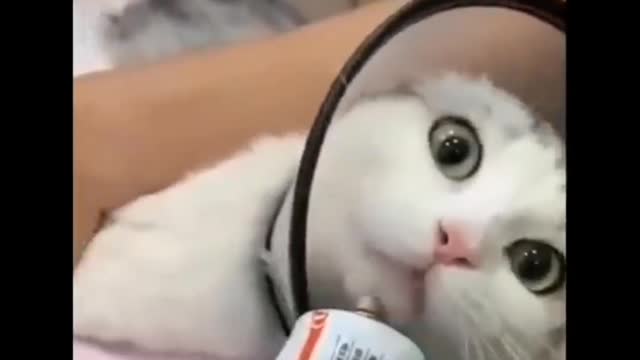 Funny cat