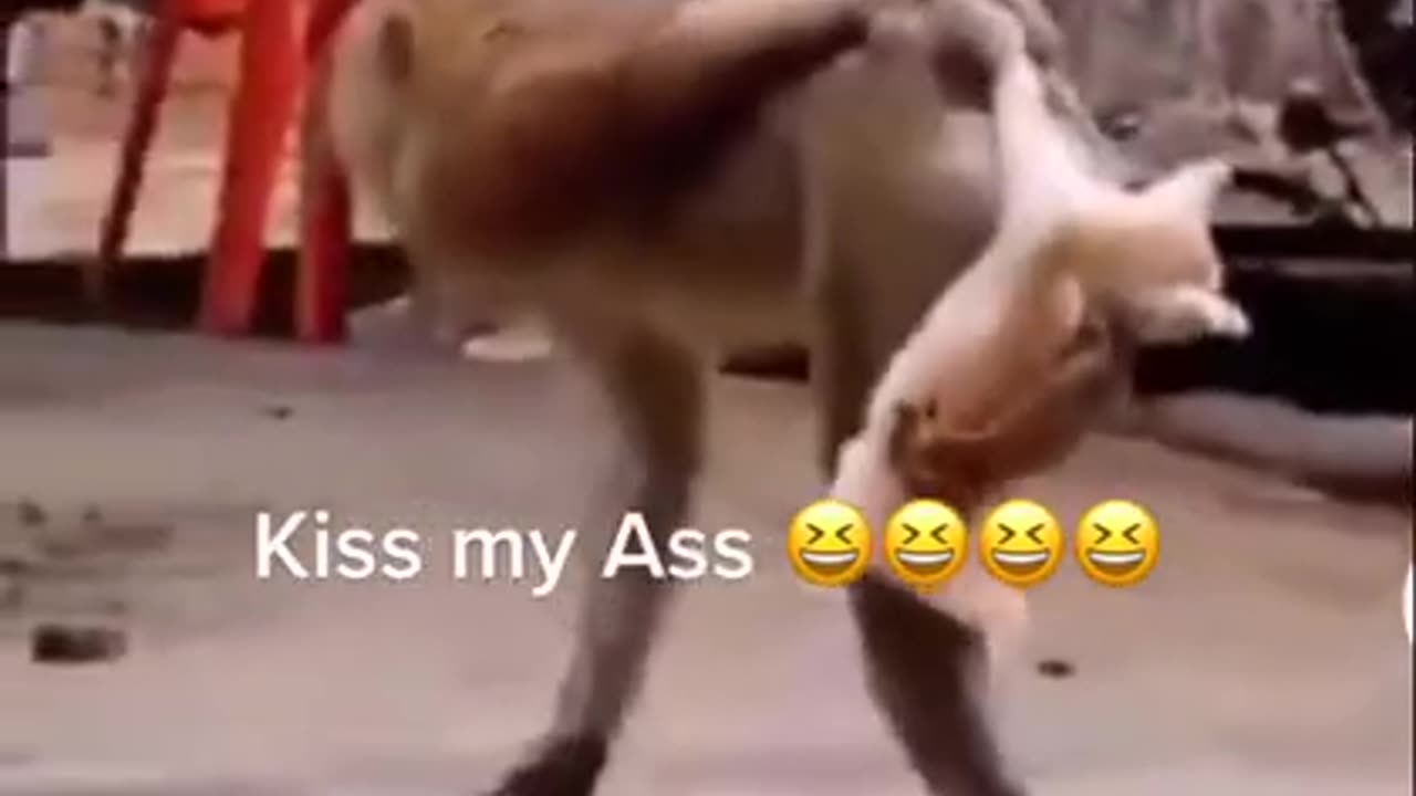 Monkey the Boss #shorts #viral #shortsvideo #video