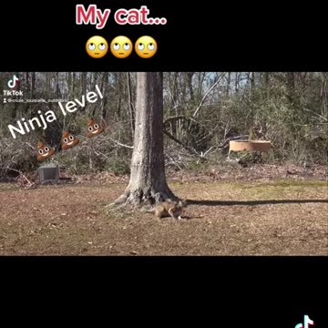 cat hunting birds in air