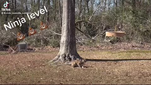cat hunting birds in air