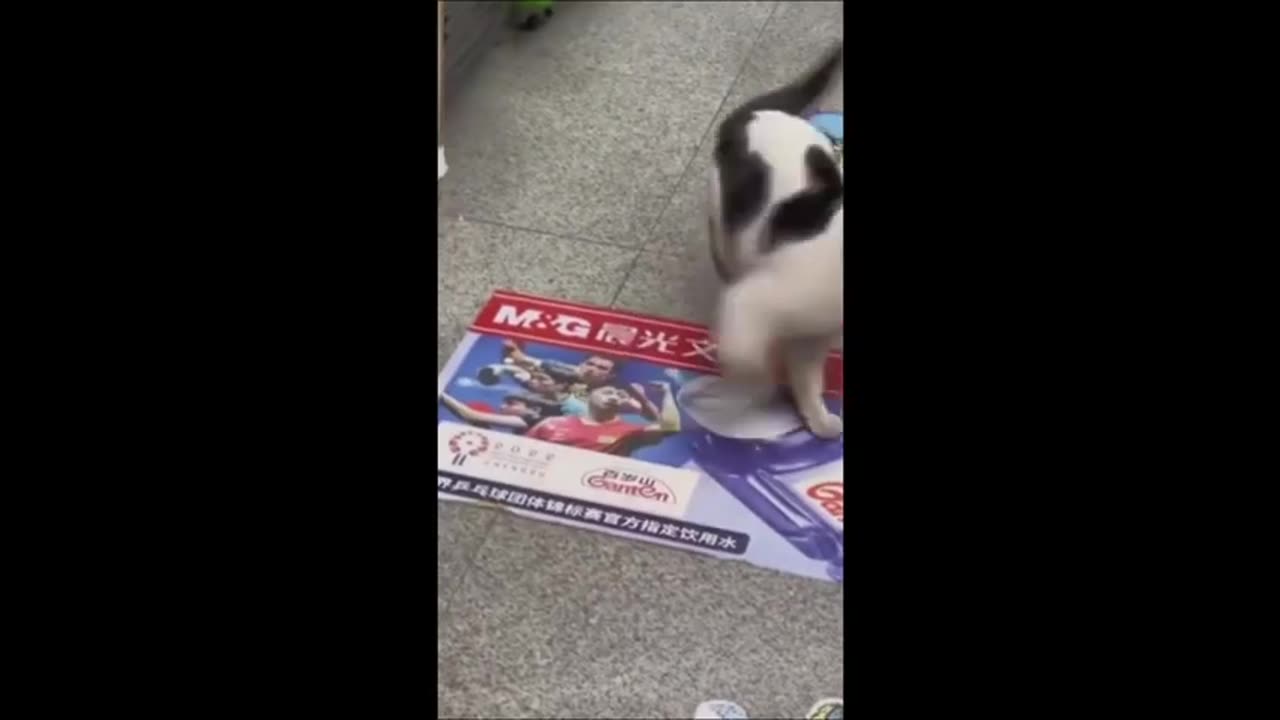 Animals funny activities