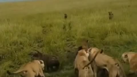 Lion fight