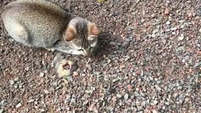 funny cat videos | cute cat videos | cute animals | funny cats Playing Time with Me 12 #shorts