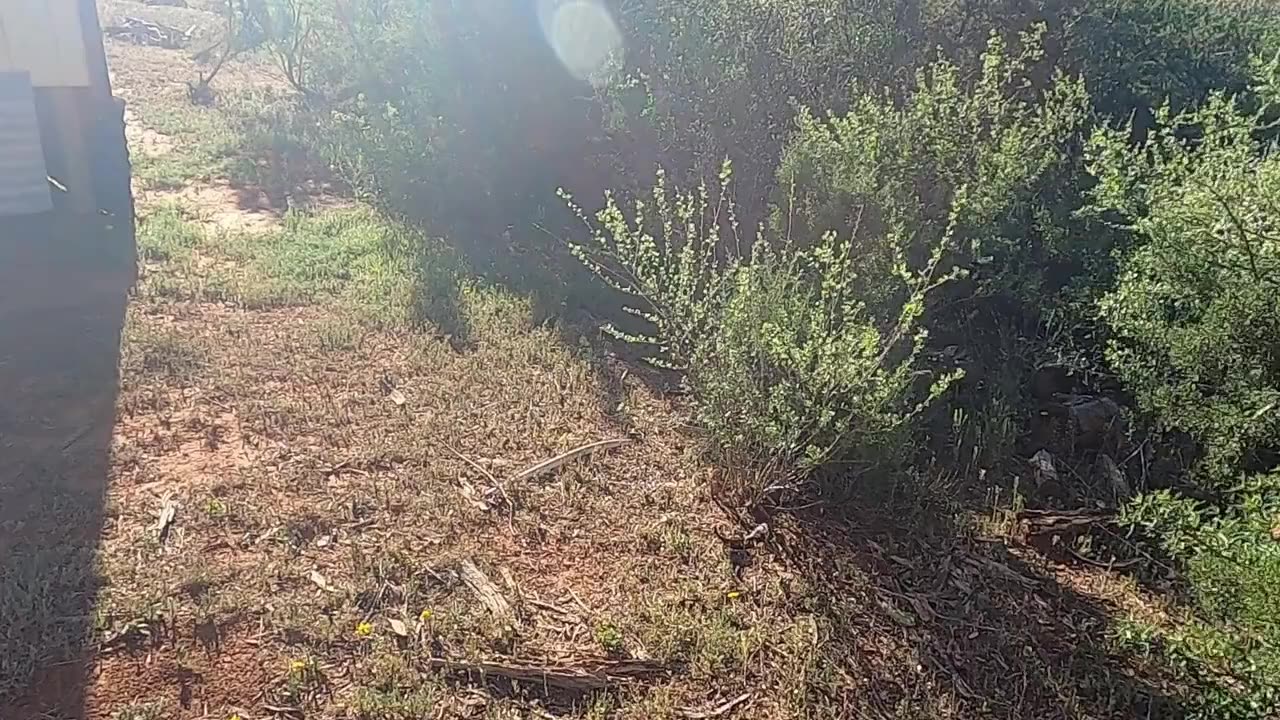 There's a Rattle Snake Under my House! - Viewer Suggestions Appreciated