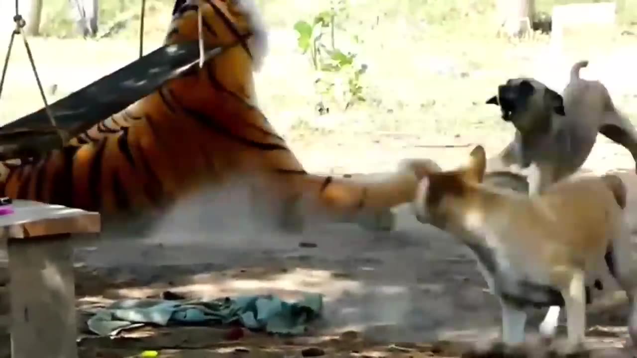 Dog and tiger animal funny video