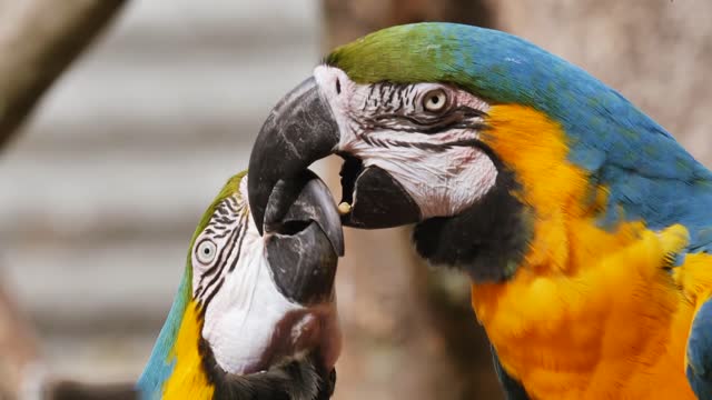 Very Beautiful Parrot Colorful