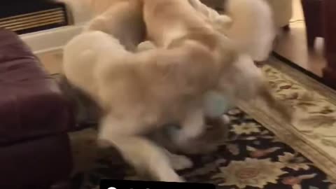 Funny Dogs