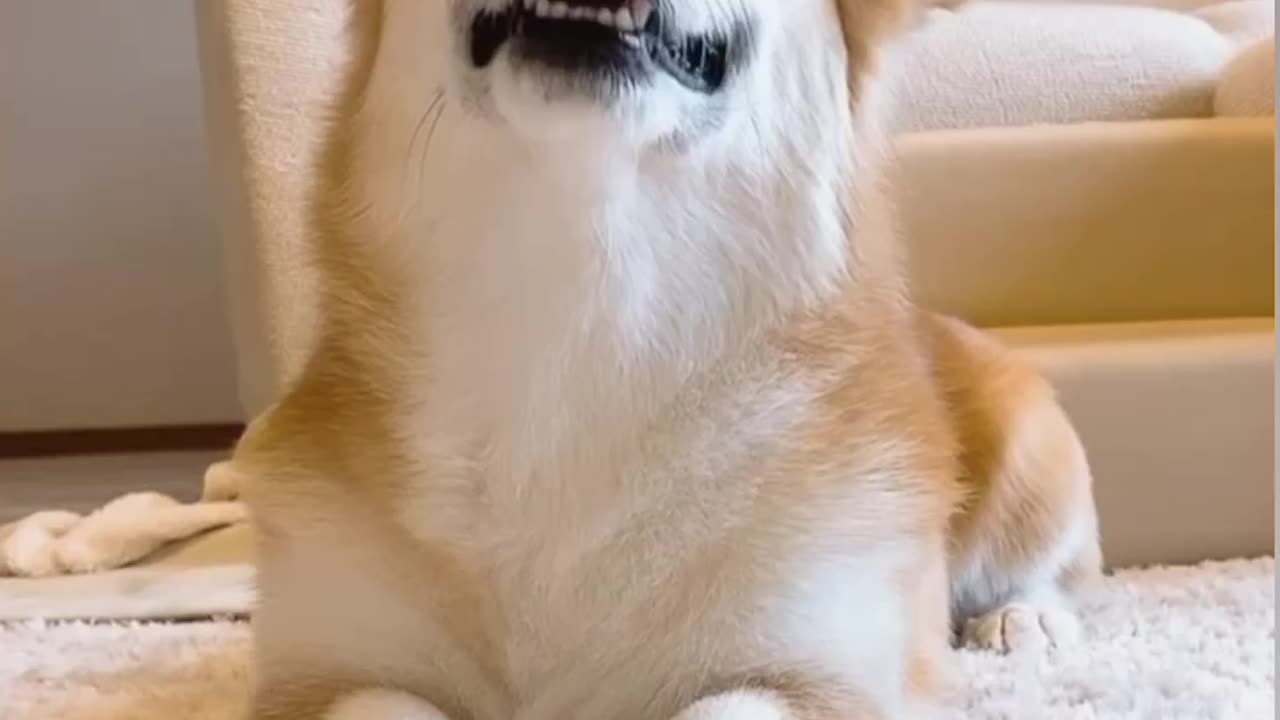 Cute dog and cat video is