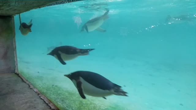 Happy penguins swimming in aquarium