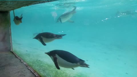 Happy penguins swimming in aquarium