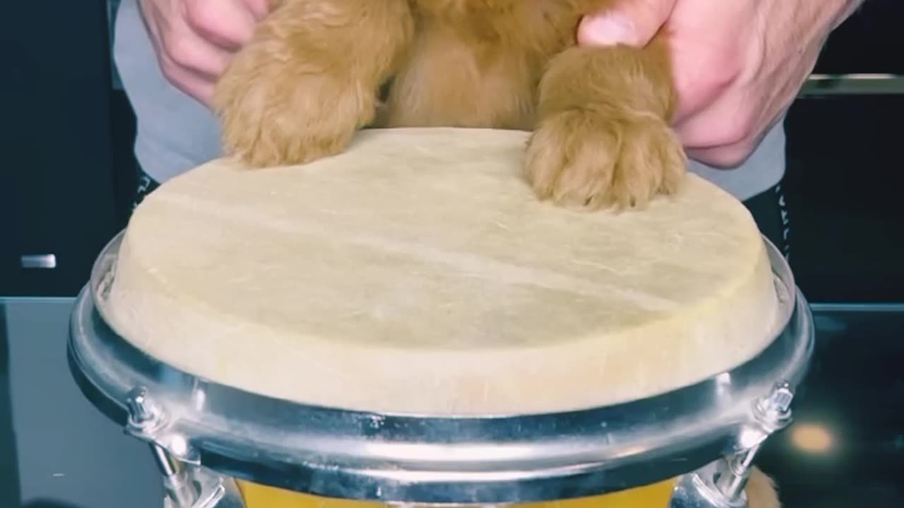 Dog playing drum ,laugh only