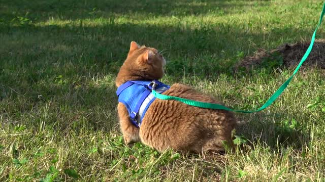 Nice walk