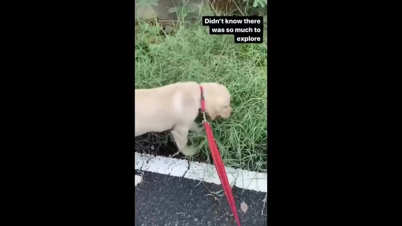 Cute animal Baby