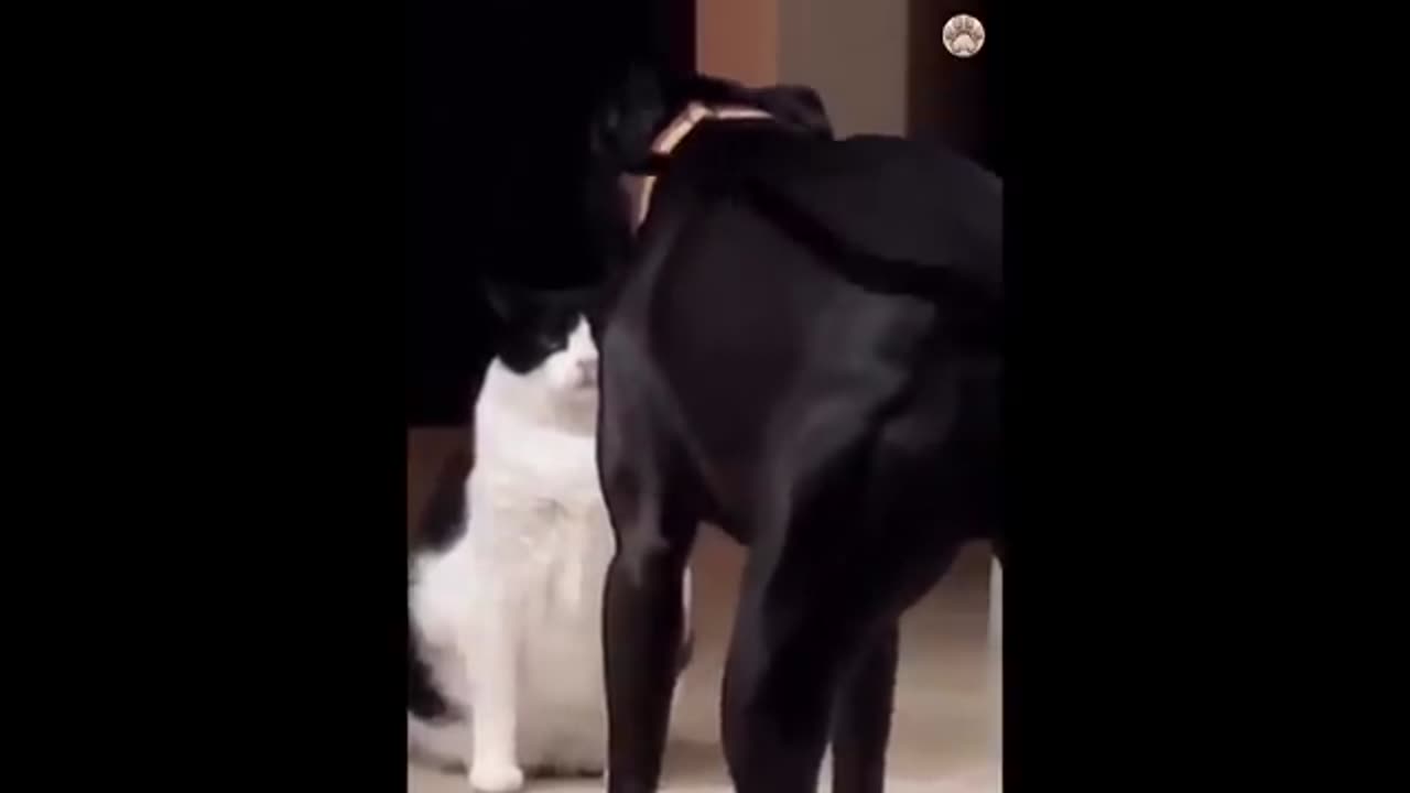 New Funny Animals 😂 Funniest Cats and Dogs