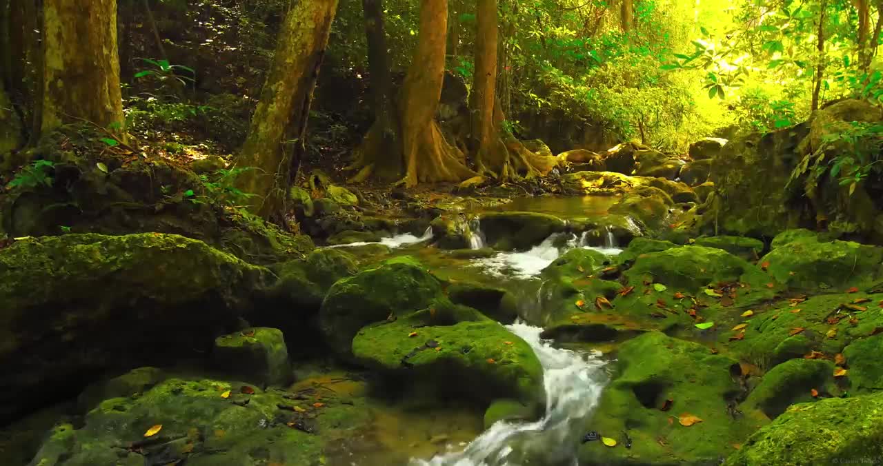 Música Relaxante: ESTUDAR, Ler e Meditar - Concentração