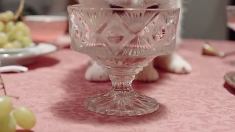 cat drinking tap water