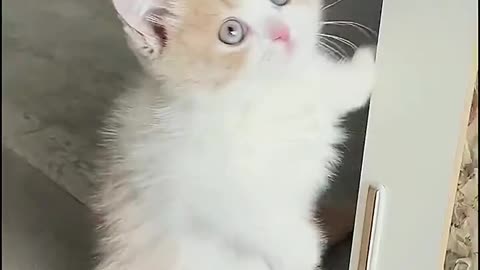 Funny cute cat dance video