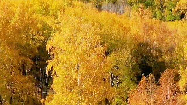 If you fall into the autumn wind, the regret of summer will be gently dissolved by the autumn wind.