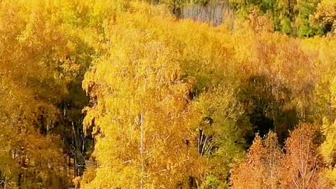 If you fall into the autumn wind, the regret of summer will be gently dissolved by the autumn wind.