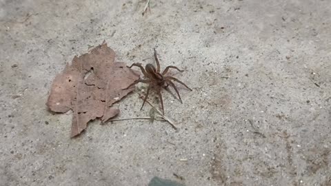 Wolf Spider