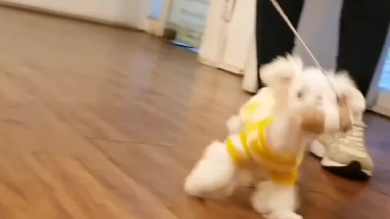 CUTE Tiny Maltese Puppy 🐶😍| Jumping puppy😅😅😅 #shorts #maltese #cutestpuppies #puppylover