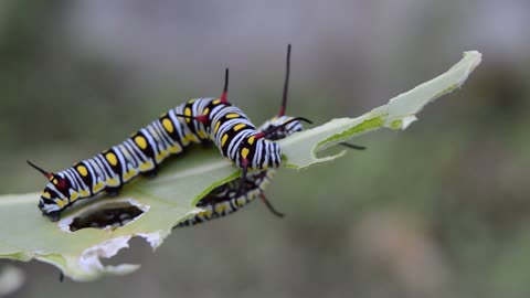 chenille insectes