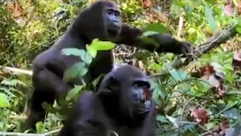 Evryone Warned him to not meet the Gorilla he raised 🙌❤️🥺