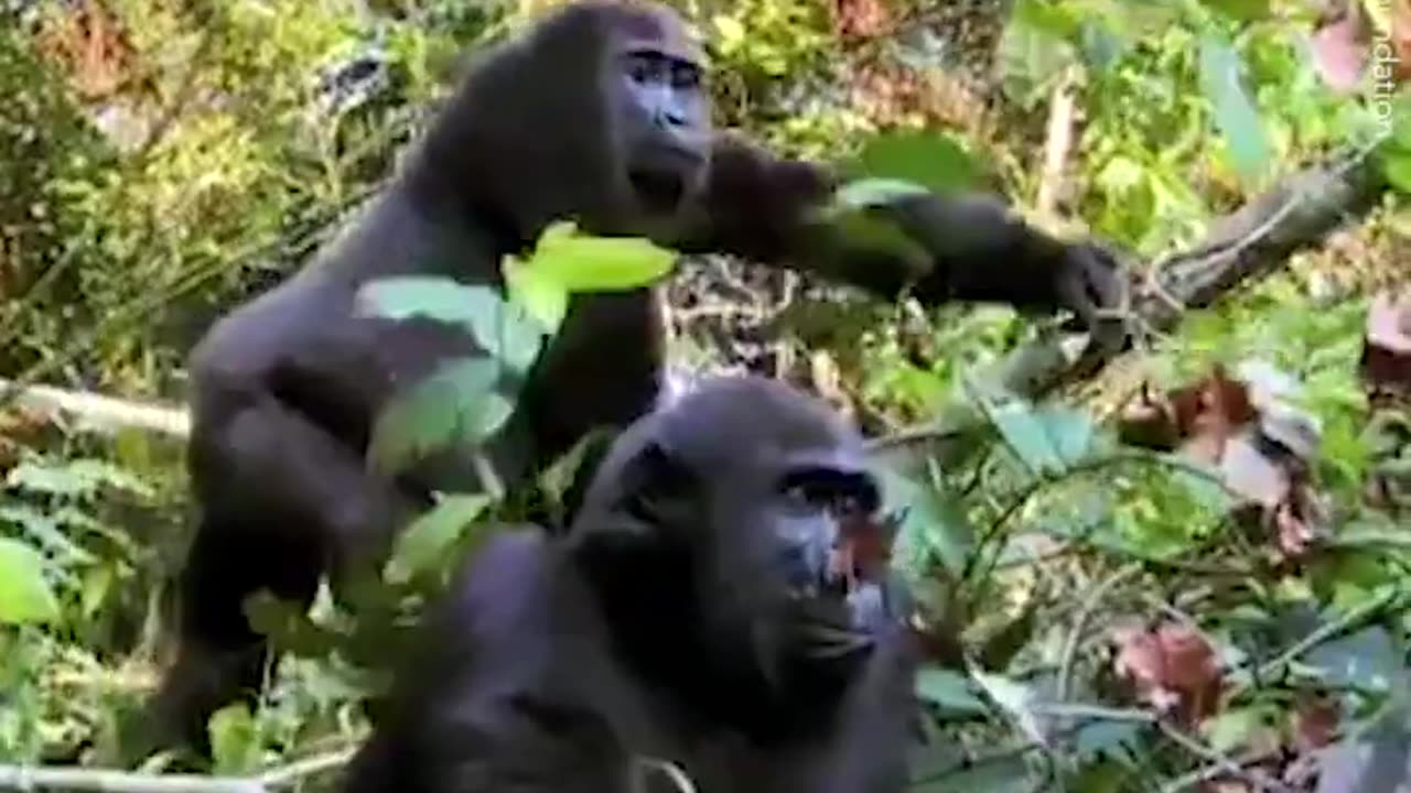 Evryone Warned him to not meet the Gorilla he raised 🙌❤️🥺