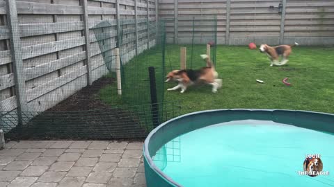 BAD BEAGLES GETS CAUGHT! Trying to destroy my lawn!