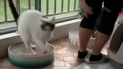 fluffy cat