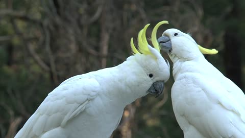 Medium Sulphur cockatoo pair doing love ❤️