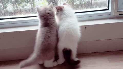 Little Baby cats enjoy rain fall 💦