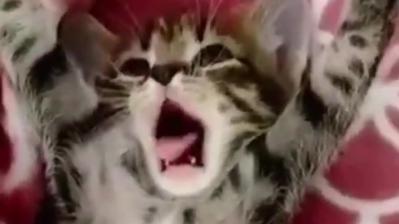 Best Funny Animal Videos Of The 2023 🤣
