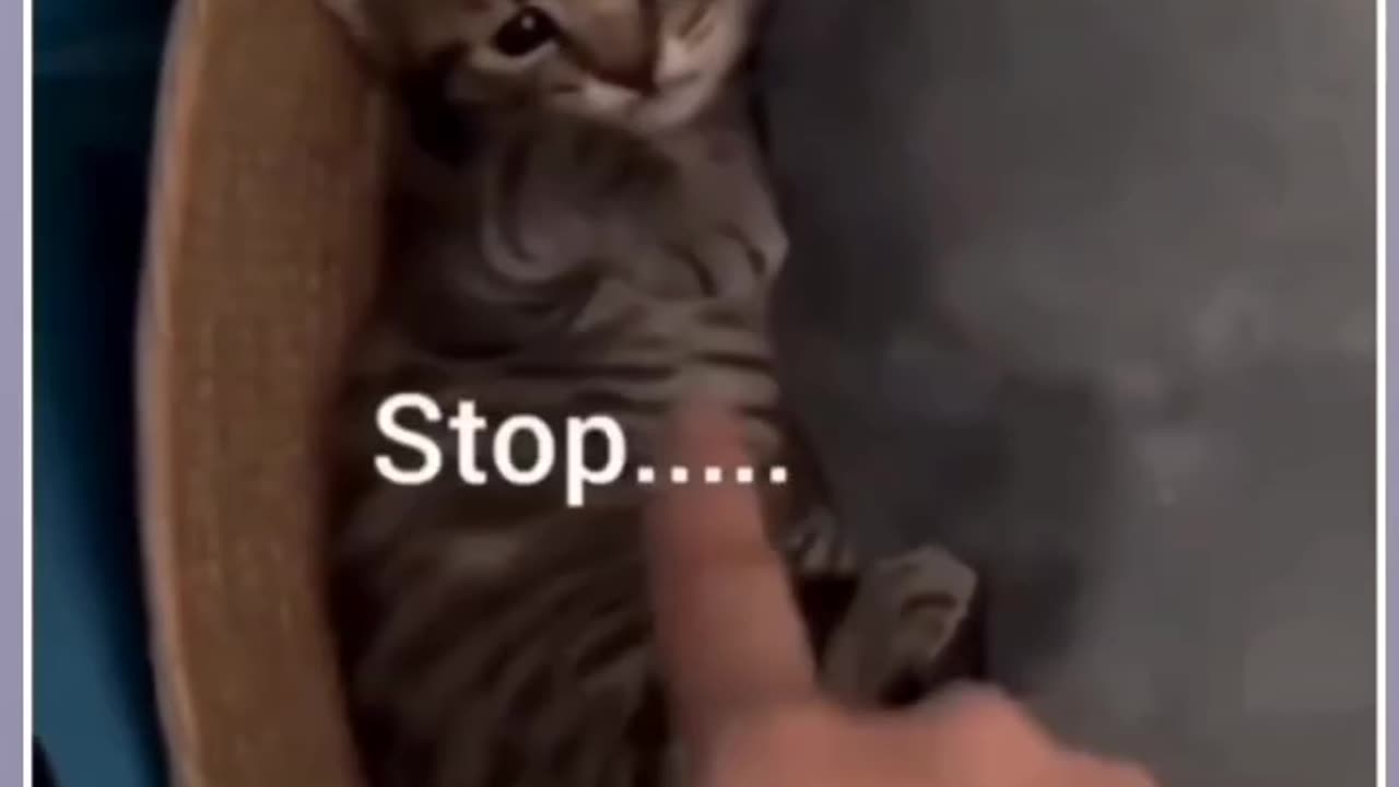 Angry 😡 😡 Cat's Baby 🐈 🐈 Cat __Don't Touch me ___ Stop It