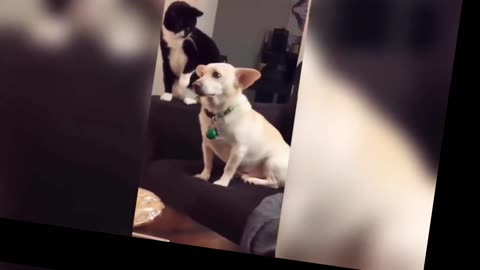 Funny Animal video 🤣🤣