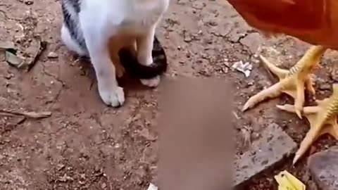 Cat vs chicken 😂